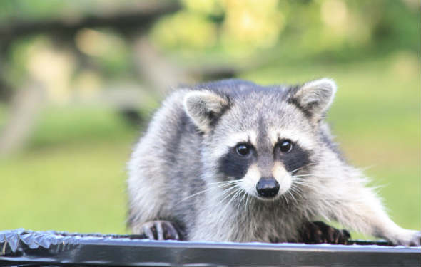 raccoon thief in garbage