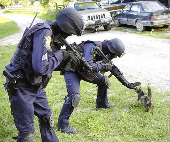cat swat