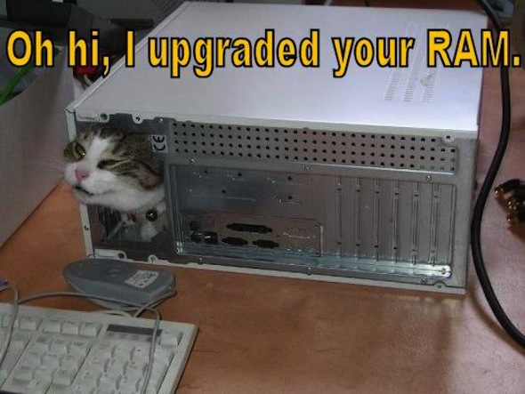 cat upgraded your ram