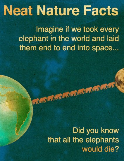 elephants laid end to end