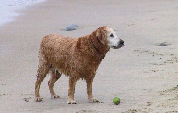 wet dog at beach