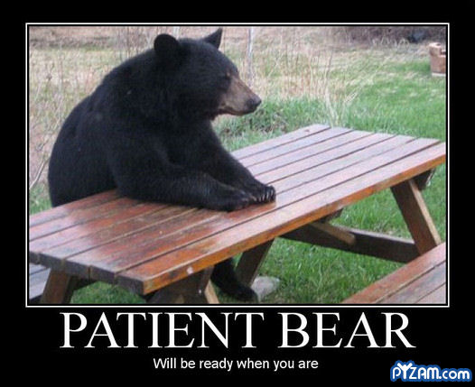 patient bear